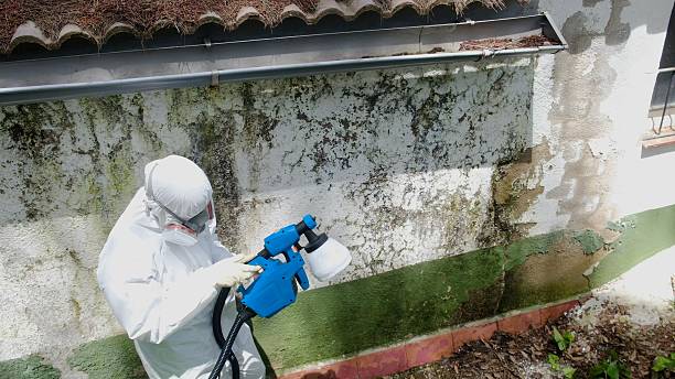Top rated local Mold Remediation specialists in Milton, GA